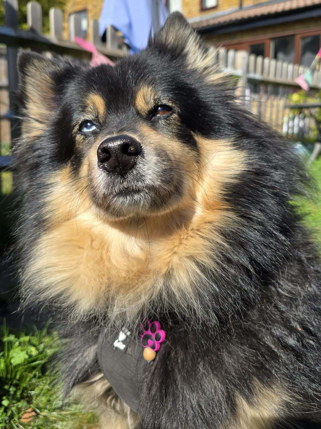 Pet collar decoration. For dogs and cats or any pet that wears a collar or has really cute paws and claws! Cute paw print clip on for collar.